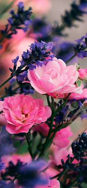 wallpaper of beautiful lavender roses