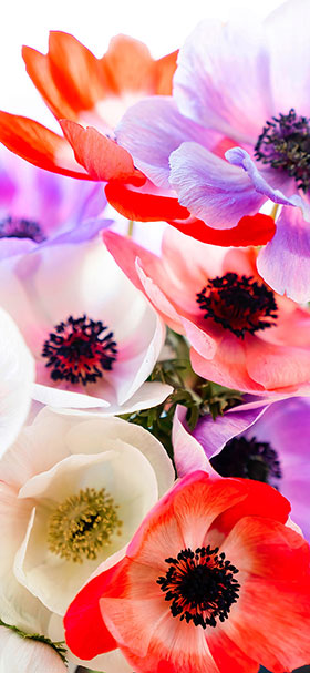 beautiful multi color flowers phone wallpaper