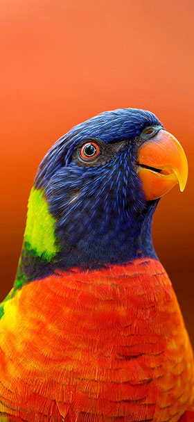 Phone Wallpaper Of Beautiful Orange Parrot