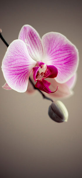 Phone Wallpaper Of Beautiful Orchid Flower
