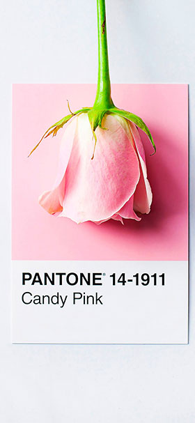 Phone Wallpaper of Beautiful Pink Rose