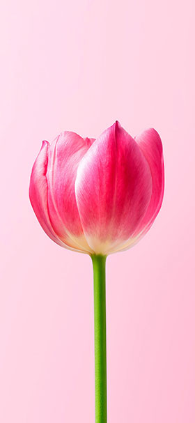 iPhone Wallpaper of Beautiful Pink Tulip Flower