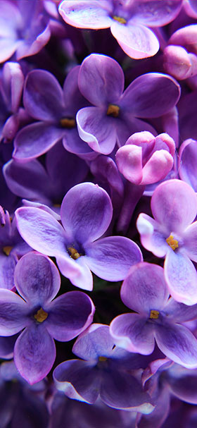 Phone Wallpaper of Beautiful Tiny Purple Flowers