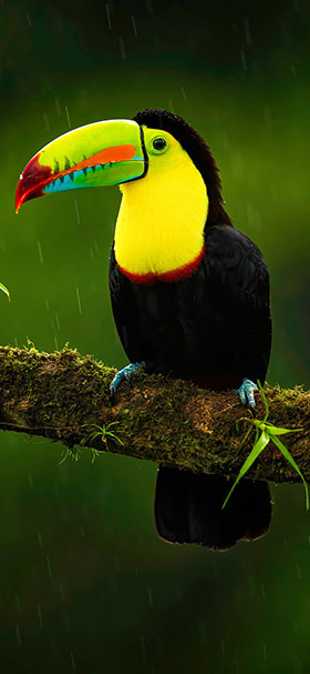 phone wallpaper of beautiful toucan standing on branch