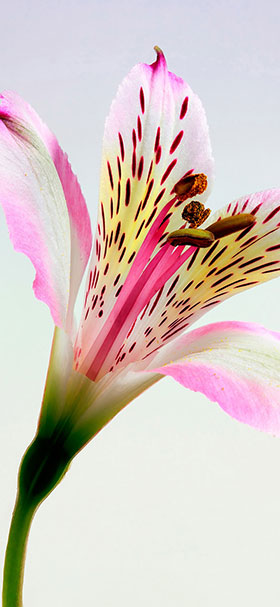 wallpaper of beautiful white and pink blooms