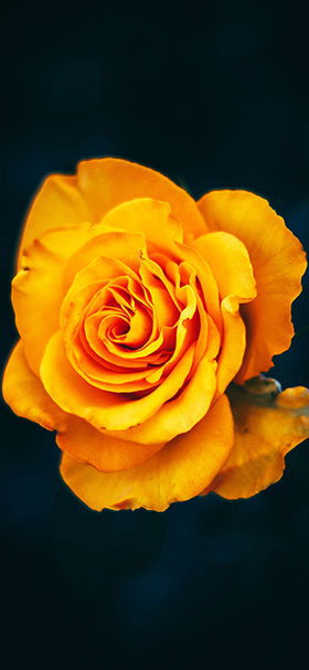 phone wallpaper of beautiful yellow rose