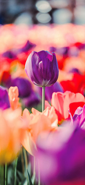 wallpaper of bed of purple tulip flowers