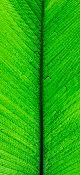Phone Wallpaper Of Big Banana Green Leaf