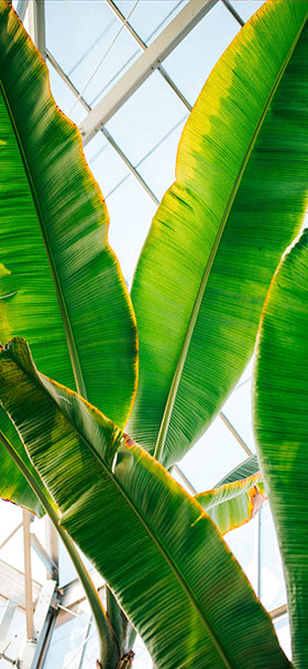 iPhone Wallpaper of Big Green Leaves Inside Greenhouse