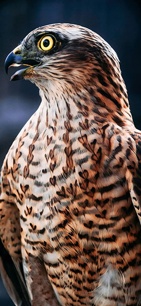 wallpaper of brown cooper hawk