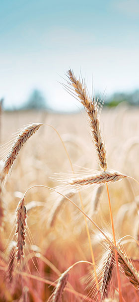 wallpaper of brown wheat crop field