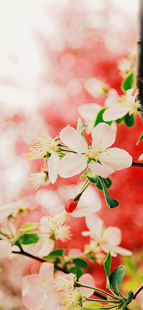 Phone Wallpaper of Cherry Blossom Flowers