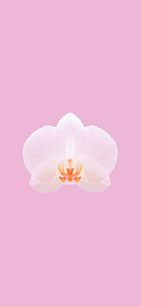 cool pink orchid flower phone wallpaper