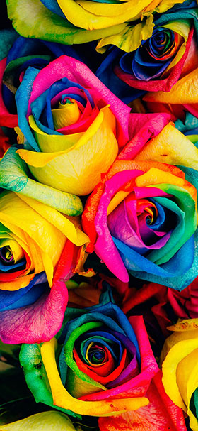 phone wallpaper of cool rainbow flowers