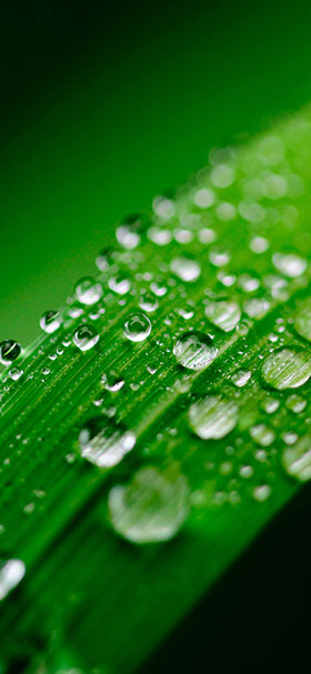 Phone Wallpaper Of Drops Of Water On Green Leaves