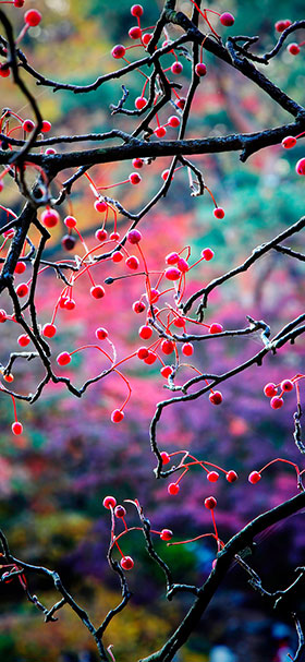 wallpaper of fruits on the tree branch