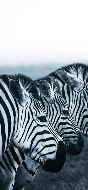 Phone Wallpaper of Gray Wild Zebras