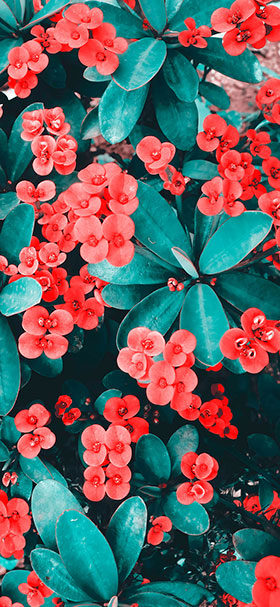 wallpaper of green and red aesthetic flowers