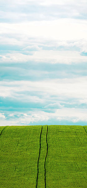 phone wallpaper of green barley field