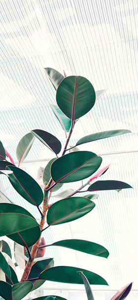 wallpaper of green ornamental plants