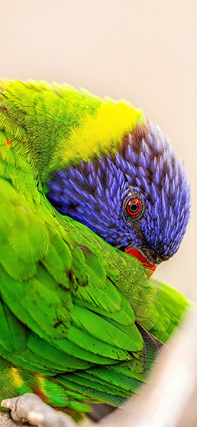 wallpaper of green parrot with blue head
