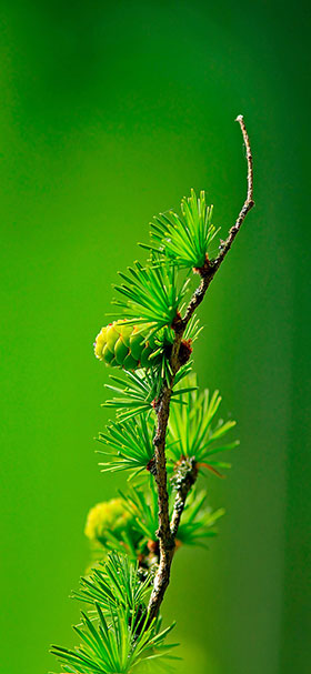 Nature Wallpaper of Green Pine Tree Leaves