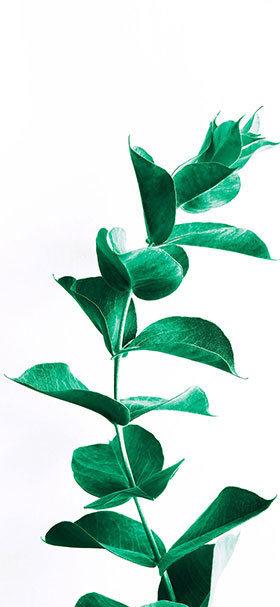wallpaper of green tall plant