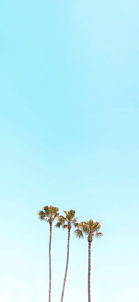 Phone Wallpaper of High Palms In The Turquoise Sky