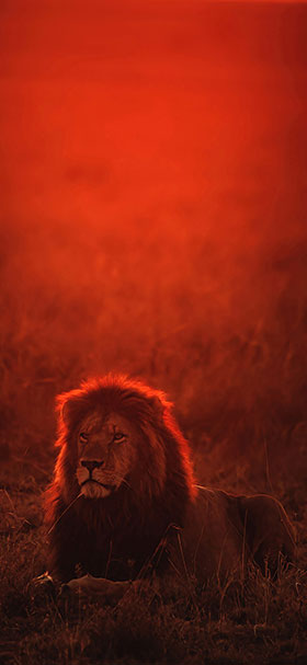 lion watching the red sunset phone wallpaper
