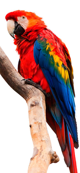wallpaper of red parrot looking at the camera