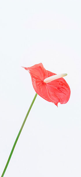 simple red flower in white space phone wallpaper