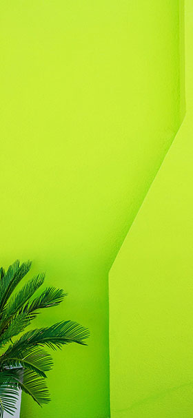wallpaper of small palm tree near the green wall