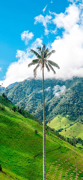Nature Wallpaper of Tall Green Palm Tree