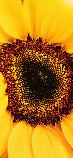 the big yellow sunflower phone wallpaper