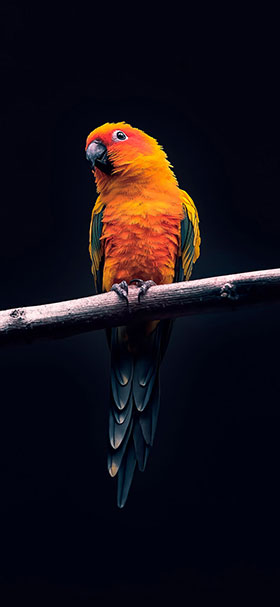 Phone Wallpaper of The Shy Orange Parrot
