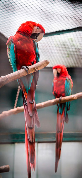 wallpaper of two red and blue macaws