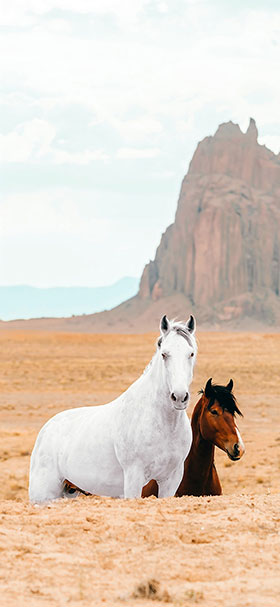 Phone Wallpaper of White And Brown Horses