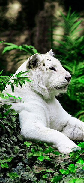 Phone Wallpaper Of White Tiger In The Jungle