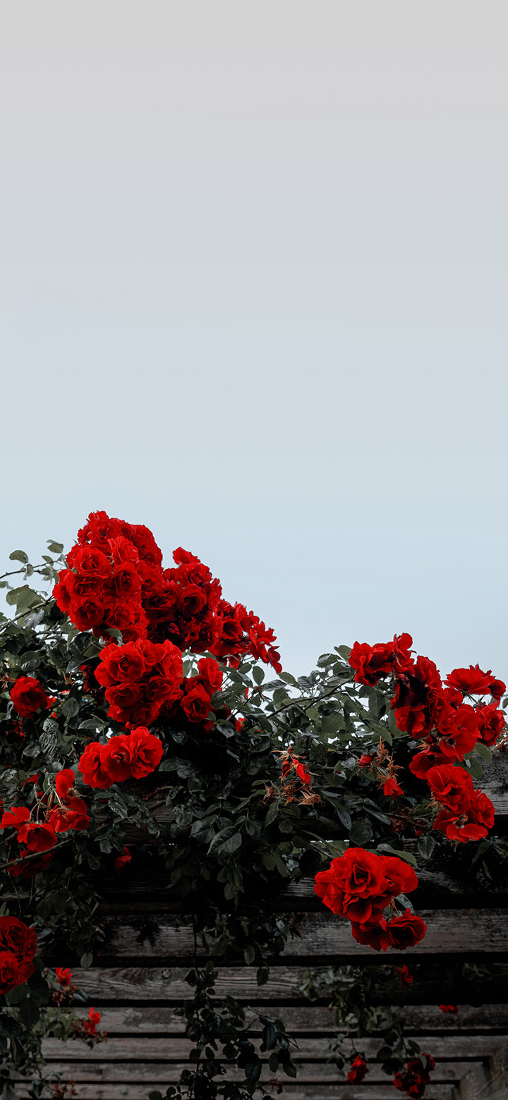 wallpaper of Beautiful red rose bush under a clear sky