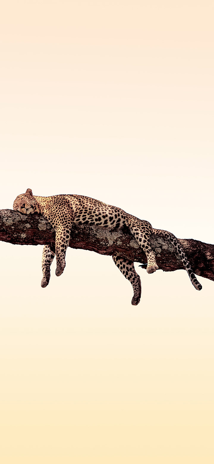 wallpaper of Leopard taking a nap on a tree trunk