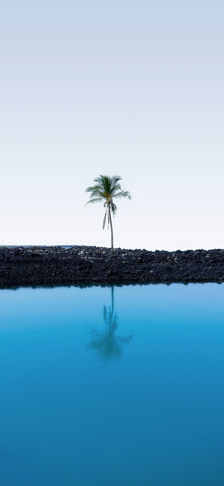 wallpaper of Palm tree near a blue sea coast