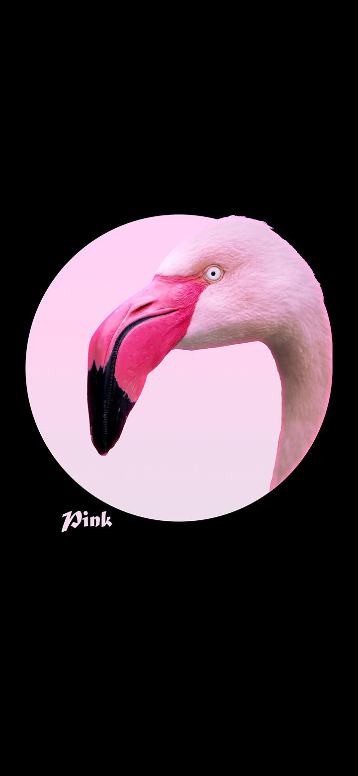 wallpaper of Pink flamingo inside a cool pink circle