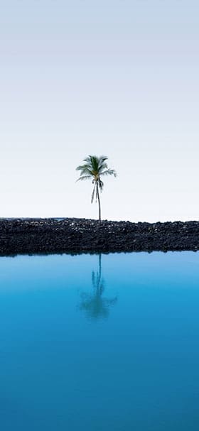Phone Wallpaper Of Palm tree near a blue sea coast