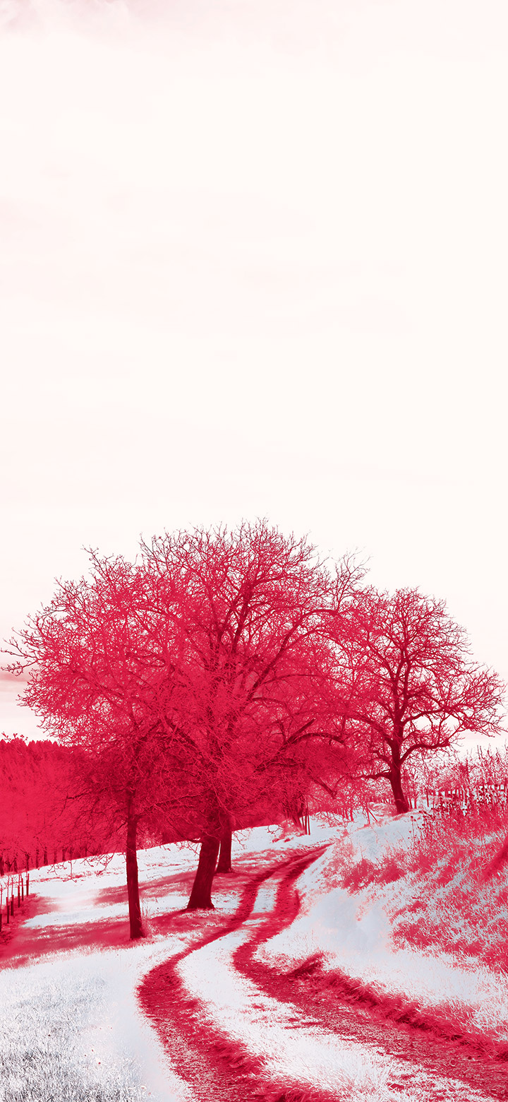 wallpaper of Red trees in a snowy field