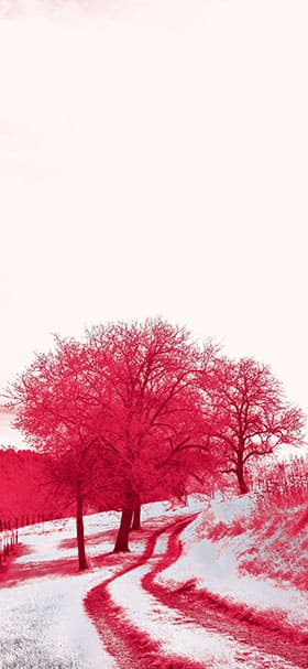 Phone Wallpaper of Red trees in a snowy field