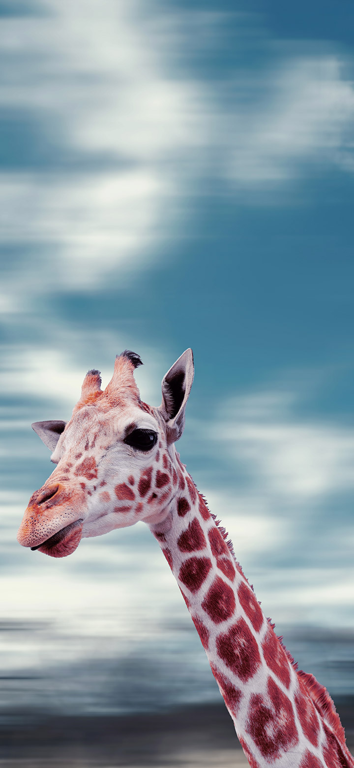 wallpaper of funny giraffe looking forward