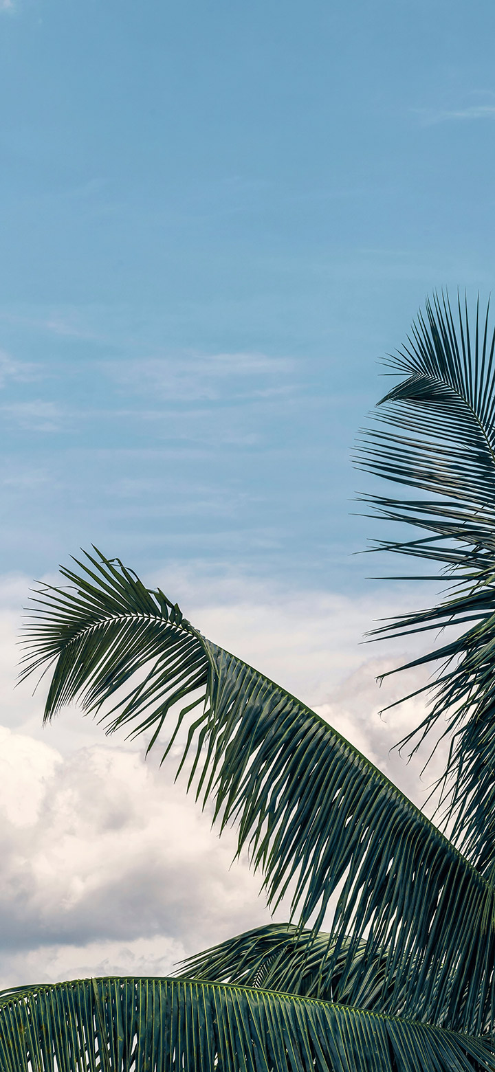 wallpaper of palm tree with a blue cloudy sky