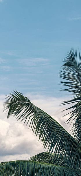 Phone Wallpaper of Palm tree with a blue cloudy sky