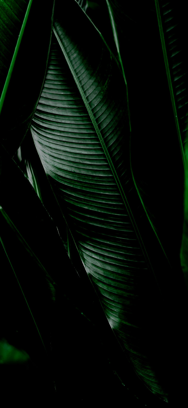 wallpaper of dark banana plant leaves