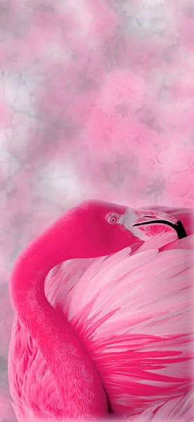 Phone Wallpaper of Aesthetic Pink Calm Flamingo